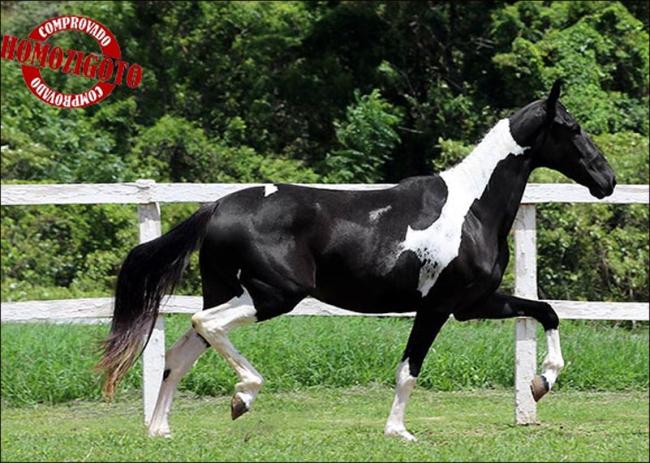 Mangalarga à venda no site N1 Cavalos