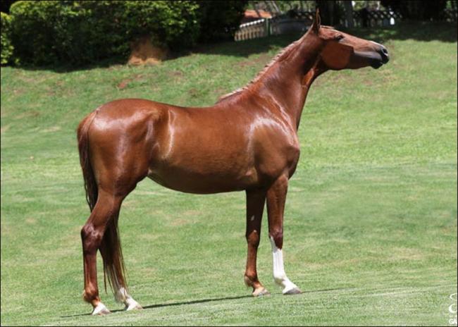 Mangalarga anunciada no site N1 Cavalos