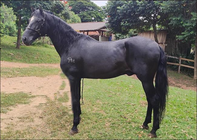 Mangalarga à venda no site N1 Cavalos