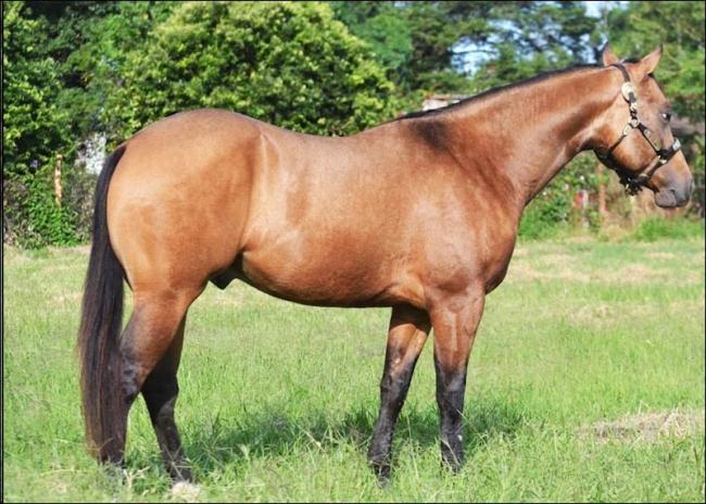 Quarto de Milha à venda no site N1 Cavalos em 50 parcelas