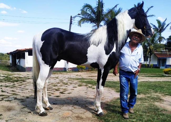 Mangalarga Pampa a venda no N1Cavalos