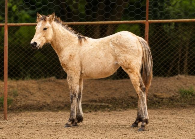 Smart Corona Feb quarto de milha a venda no N1Cavalos