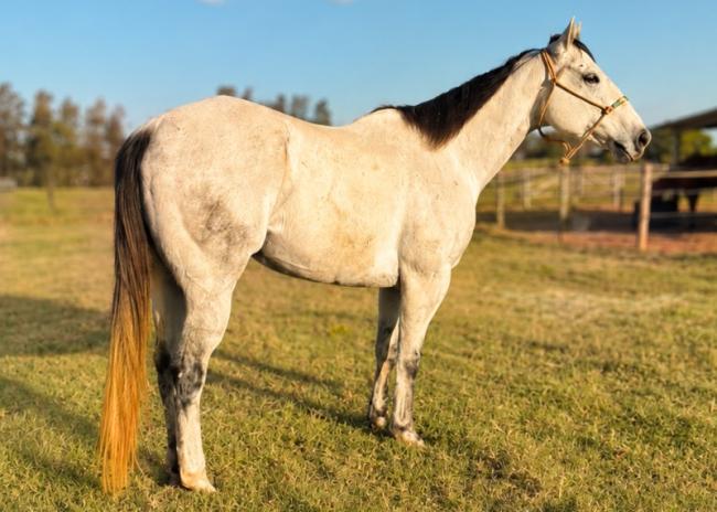 Jeep Fame HNSA - cavalo quarto de milha de três tambores a venda
