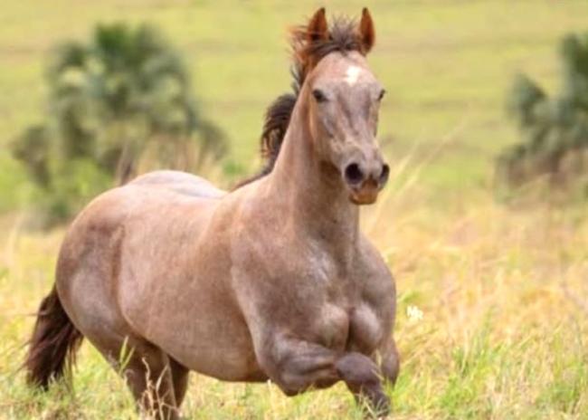Ninna Fame Leo quarto de milha a venda no N1Cavalos