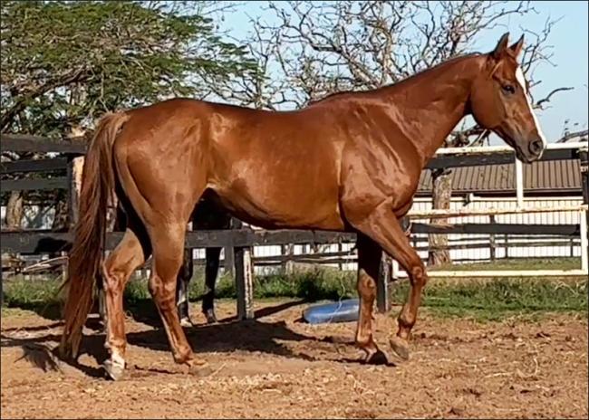 Destemido Fly Moose, cavalo Quarto de Milha à venda no N1Cavalos