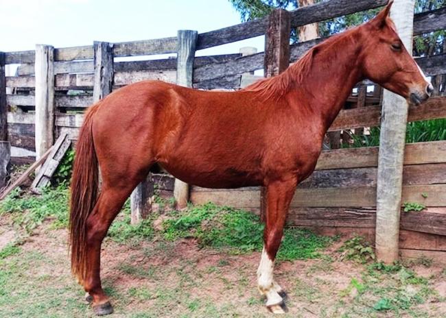Gotta Pepto quarto de milha venda no N1Cavalos