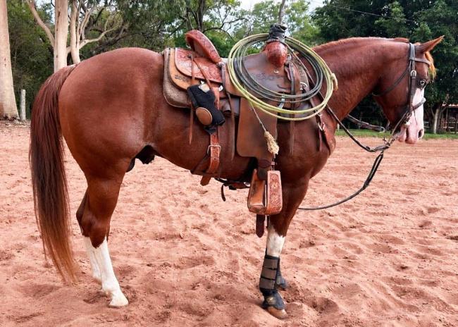 Gunner Starlight cavalo quarto de milha a venda no N1Cavalos