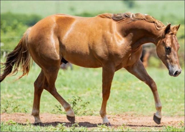 Little N Shining CRH quarto de milha a venda no N1Cavalos