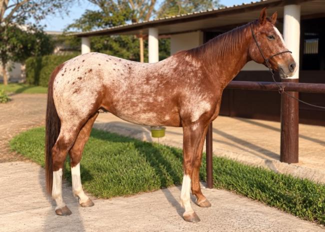 Chaparral - cavalo Apalloosa pronto nos três tambores