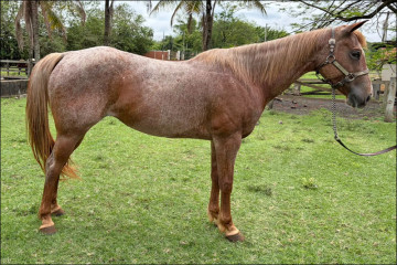 Quarto de Milha à venda no N1 Cavalos