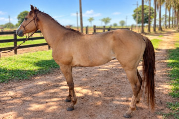 El Princes Red - cavalo quarto de milha de três tambores