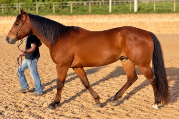 James Fameway - cavalo quarto de milha de três tambores a venda