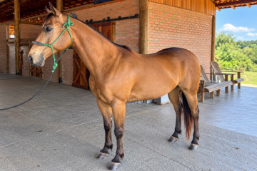 RCH Fire Streakin - cavalo quarto de milha de três tambores a venda