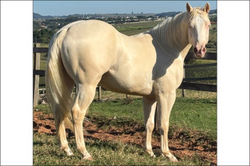 Quarto de Milha à venda no N1 Cavalos