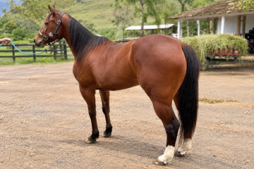 Quarto de Milha à venda no N1 Cavalos