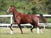 venda de égua Margalarga no site N1 Cavalos