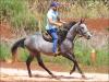 ICP Shady Only - cavalo em treinamento de três tambores a venda