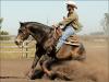 Quarto de Milha anunciado no site N1 Cavalos