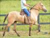 Campolina anunciada no site N1 Cavalos