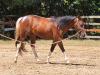 Paint Horse anunciado no N1 Cavalos
