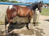 Paint Horse à venda N1 Cavalos