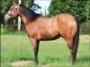 Quarto de Milha à venda no site N1 Cavalos em 50 parcelas