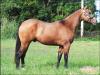 Quarto de Milha à venda no site N1 Cavalos em 50 parcelas