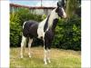 Mangalarga Pampa a venda no N1Cavalos