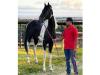 Mangalarga Pampa a venda no N1Cavalos