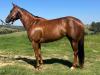 Athena Seis HDG femea quarto de milha N1Cavalos
