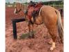 Bella Trouble Cielo Quarto de Milha à venda no site N1 Cavalos em 50 parcelas