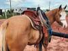 Bella Trouble Cielo Quarto de Milha à venda no site N1 Cavalos em 50 parcelas