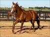 Destemido Fly Moose Quarto de Milha apresentado em movimento