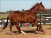 El Lider Slick quarto de milha a venda no N1Cavalps
