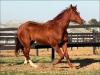 El Lider Slick quarto de milha cavalo a venda