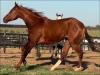 El Lider Slick cavalo quarto de milha venda