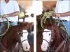 Gunner Starlight cavalo quarto de milha a venda no N1Cavalos