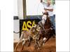 Gunner Starlight cavalo quarto de milha a venda no N1Cavalos