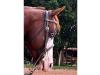 Gunner Starlight cavalo quarto de milha a venda no N1Cavalos