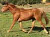 JVL Cherry Fameway quarto de milha femea a venda