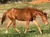 JVL Cherry Fameway quarto de milha venda no N1Cavalos