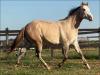 Jay Taneverland HF1 cavalo quarto de milha a venda