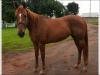 Discovery Fly HH quarto de milha cavalo venda
