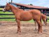 Dafne Shady Fly venda de quarto de milha femea